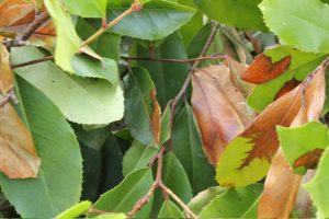 Dry leaves Heatwave