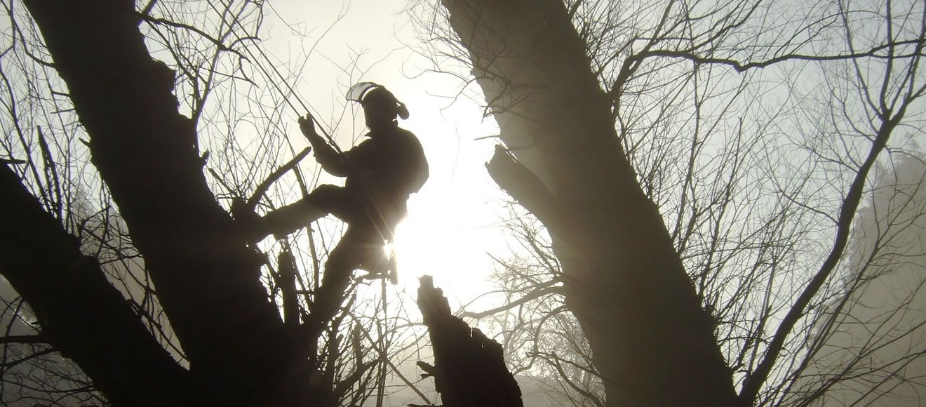 Trees Risk and Responsibility - Tree Surgeons Portsmouth, Hampshire ...
