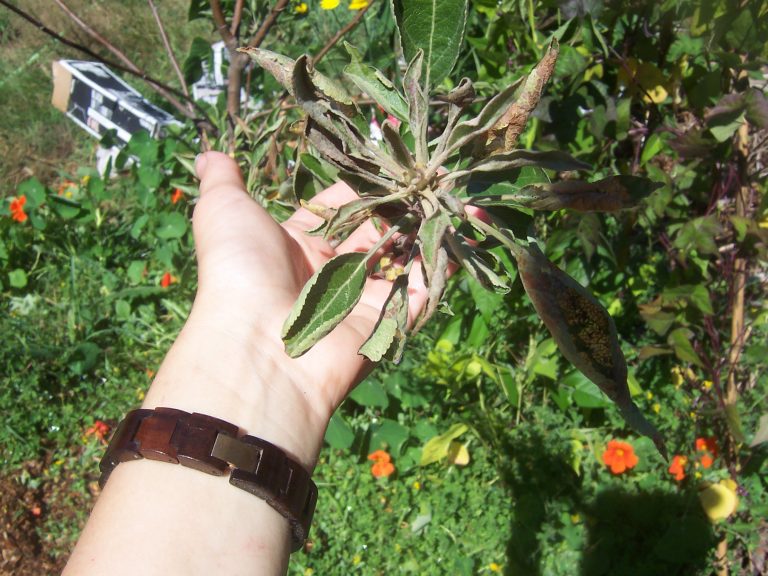 Helping Trees Recover from Transplant Shock Tree Surgeons Portsmouth